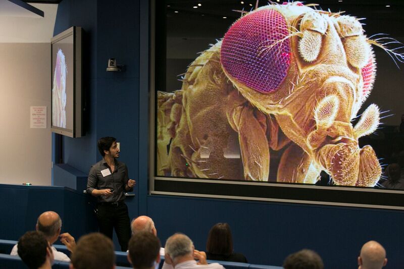 Man presenting microscopic image of drosophila melanogaster