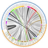 A circular graph illustrating similarities between dog and human genomes