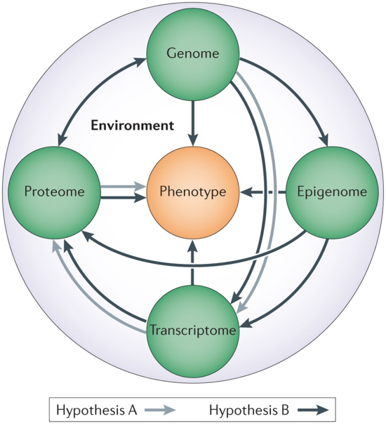 Oncology cycle diagram of two hypotheses that include Phenotype, Genome, Epigenome, Transcriptome and Proteome
