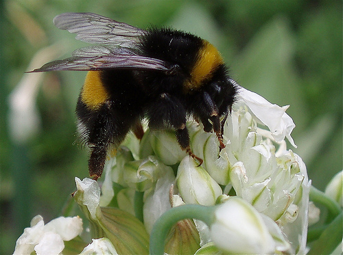 Bee on a flower