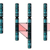 The three major single chromosome mutations; deletion (1), duplication (2) and inversion (3)