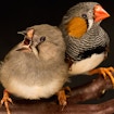 Young zebra finch (left) learns songs from its father (right)
