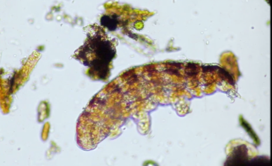 Tardigrade under a microscope