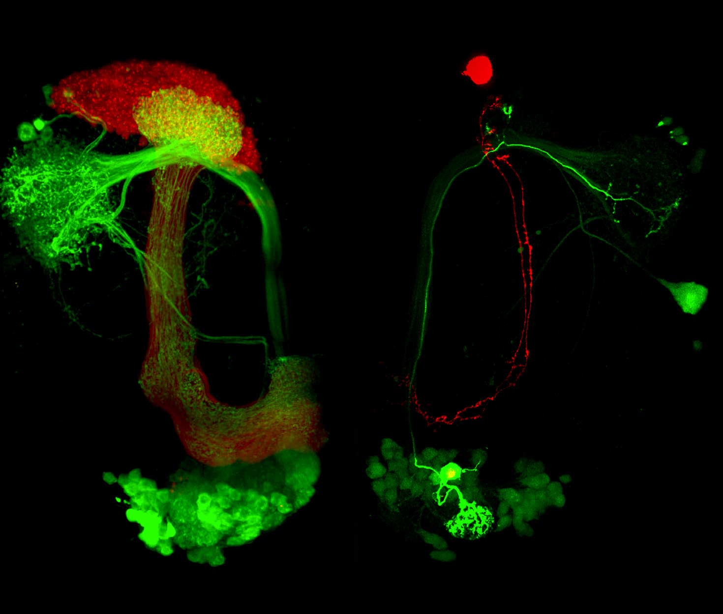 The representation of internal state in the fly brain