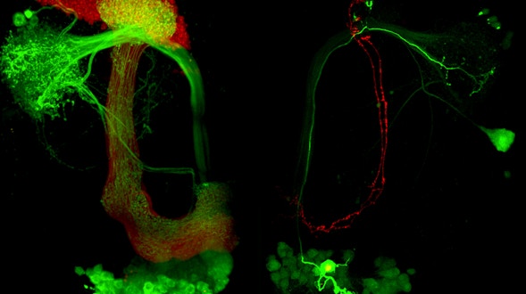The representation of internal state in the fly brain