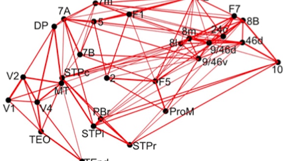 由红线连接起来的黑点集合，展示了一个大规模的大脑回路
