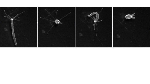 Four images of hydra vulgaris developing