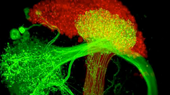 Part of the representation of internal state in the fly brain