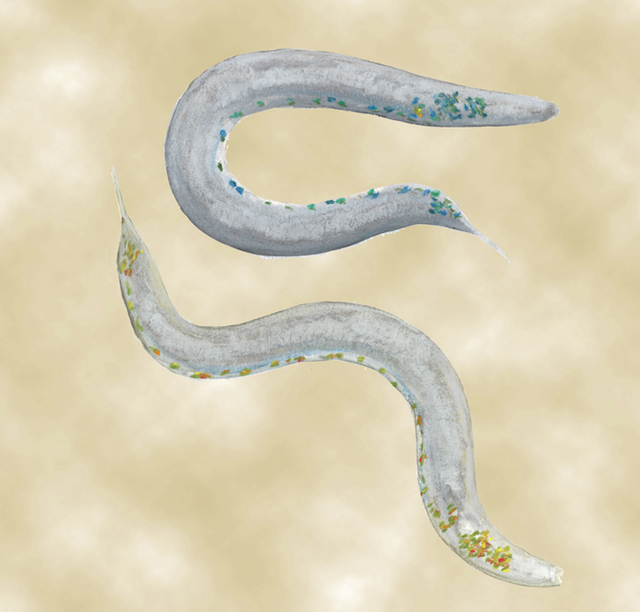 Tired Worms Suggest Sleep Is an Emergent Property of Neural Networks
