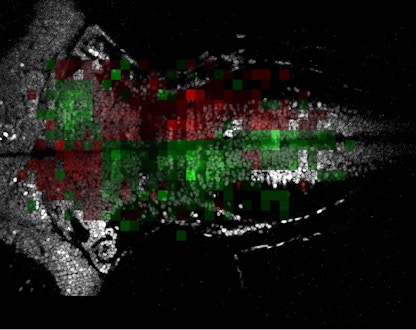 Fish brain scan with red and green pixels on top