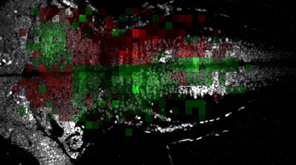 Fish brain scan with red and green pixels on top