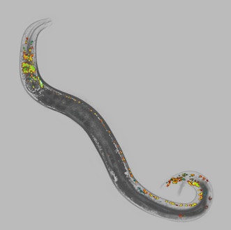 Digital image of a worm with green and red and blue bits on it