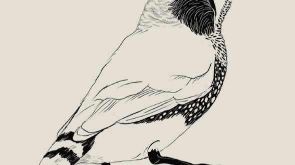 斑胸草雀(Taeniopygia guttata)水墨画