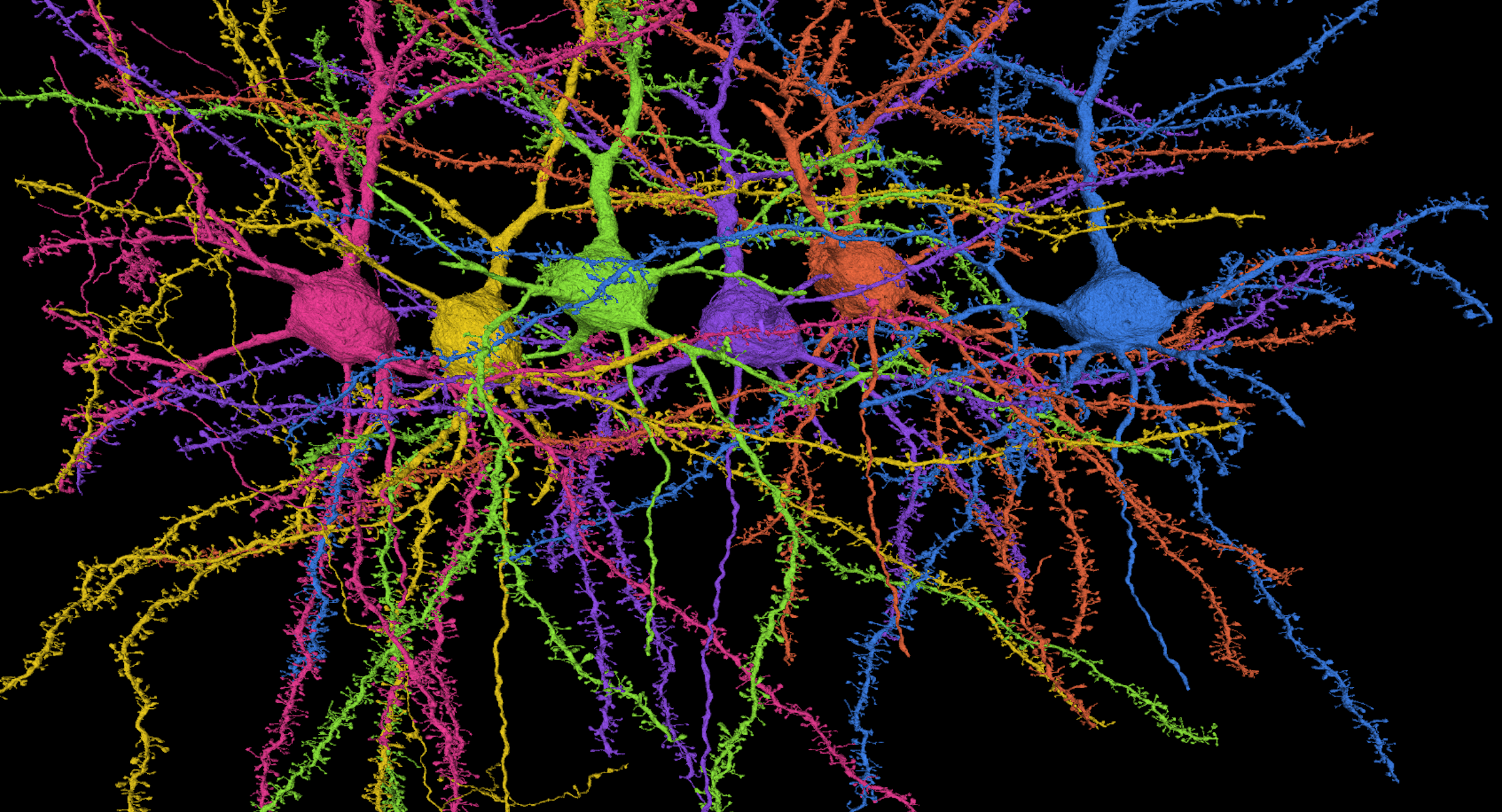 Сеть нейронов в мозге