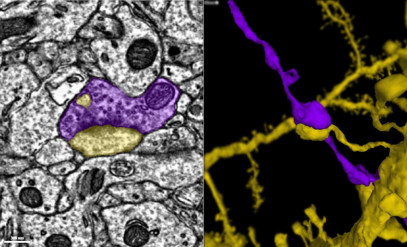 Two neurons forming a synapse. The electron microscopy image appears on the left and the three-dimensional reconstruction on the right