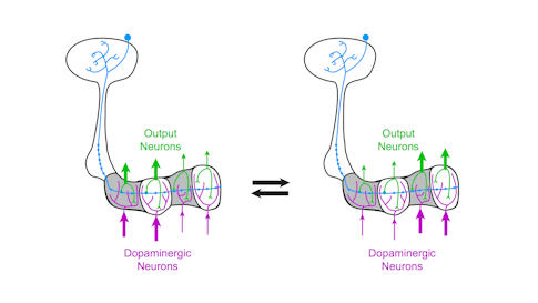 Different patterns of dopaminergic neuron activity can reroute the same olfactory signals to different output neurons, influencing how an animal responds to a specific odor