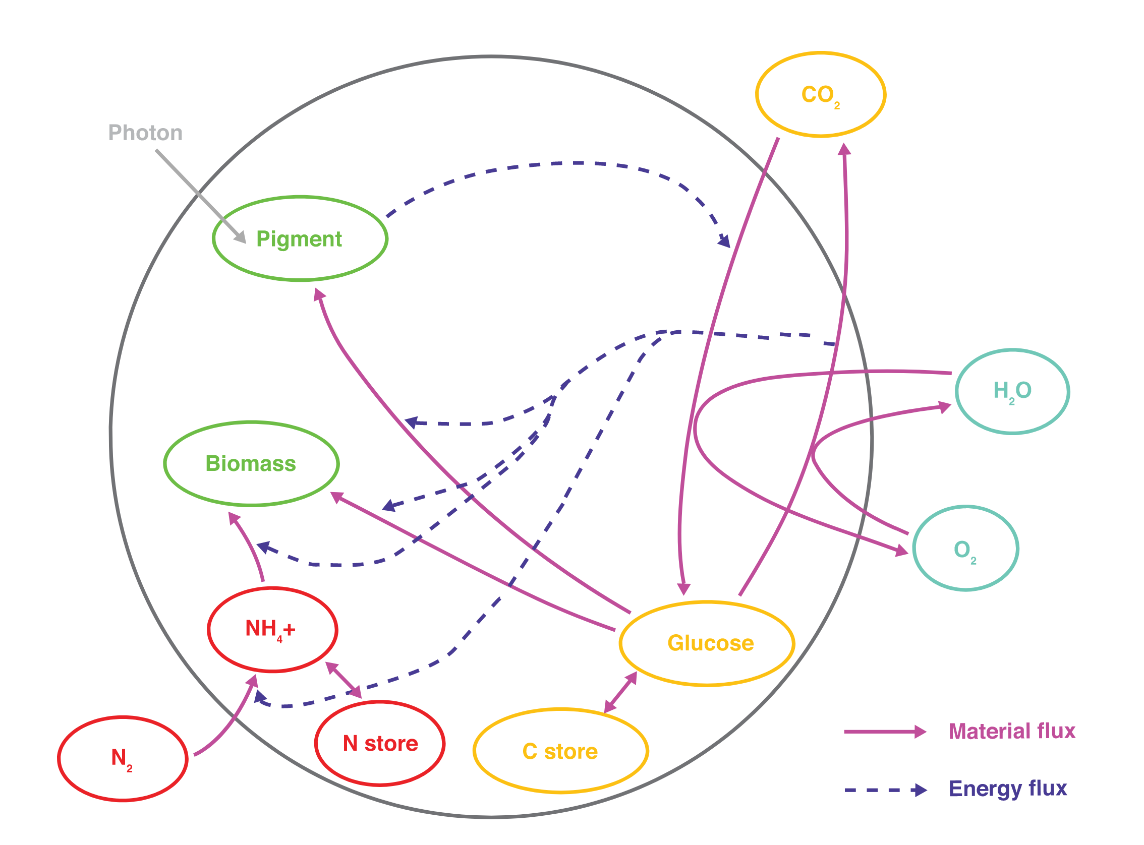 Model of how material and energy flow through Crocosphaera, single-celled marine cyanobacteria