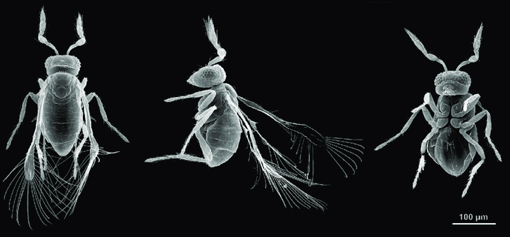 A partial genome assembly of the miniature parasitoid wasp, Megaphragma  amalphitanum