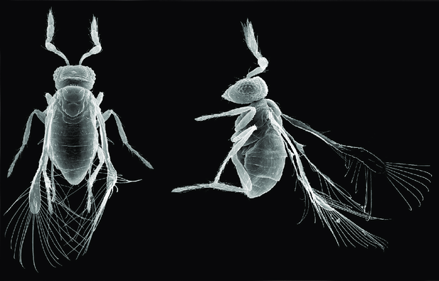 Image of dorsal, lateral and ventral views of the parasitic wasp Megaphragma amalphitanum