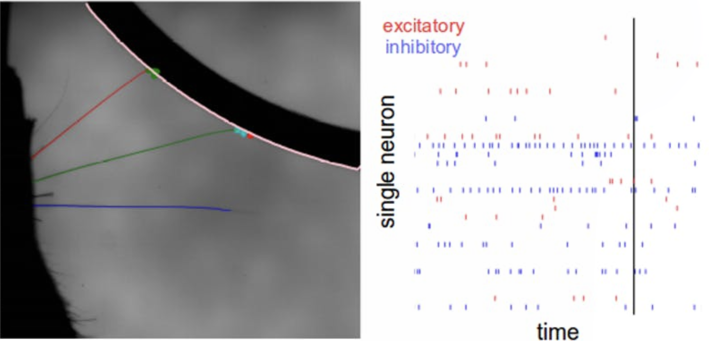 On the left is a grayscale curve with three thin, colored lines coming from it: green, red and blue. On the left is a graph titled Excitatory Inhibitory with the axes Time and Single Neuron