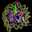 The nucleosome, the basic building block of chromatin, harbors DNA within a shell of histones. This model is based on x-ray crystallographic data from Crystal Structure of the Nucleosome Core Particle at 2.8 Å Resolution