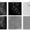 Image showing how researchers separate raw calcium imaging data (top, left) into several components, including contributions from single neurons (color) and uncorrelated noise. Here, the denoised data is compressed 100-fold compared to the raw video with minimal visible loss of signal