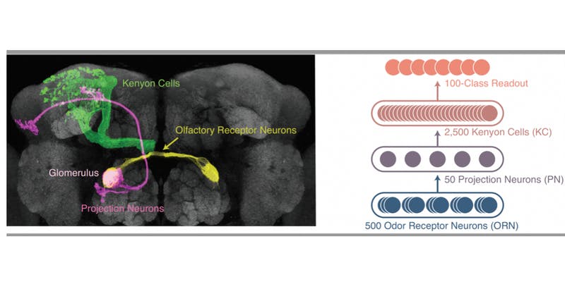 An images showing Kenyon cells, glomerulus, projection neurons and olfactory receptor neurons. A color classification of the aforementioned cells is displayed on the right of the image.