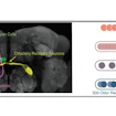 An images showing Kenyon cells, glomerulus, projection neurons and olfactory receptor neurons. A color classification of the aforementioned cells is displayed on the right of the image.
