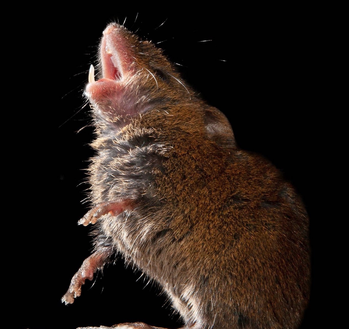 Mouse standing on hind legs and singing