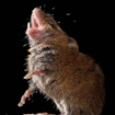 Mouse standing on hind legs and singing