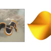 A 5 cm long marine flatworm swimming