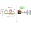 Image of Broadband EEG, LFA (0.1-4 HZ) and a(9-11 Hz) Troughmaxes and Peakmaxes, next to image of monitor behavior