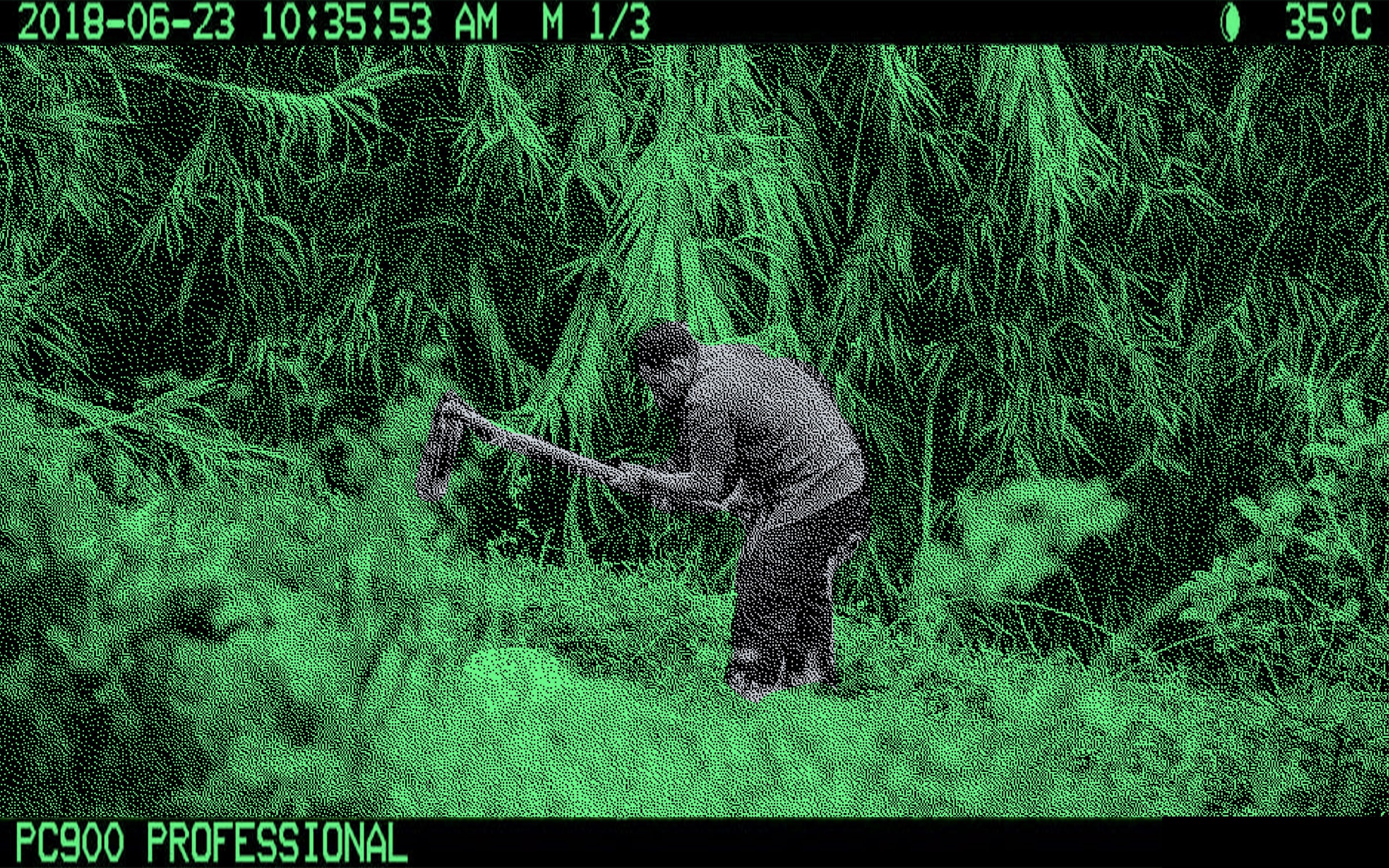 camera trap image showing person digging