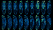 Drosophila embryos