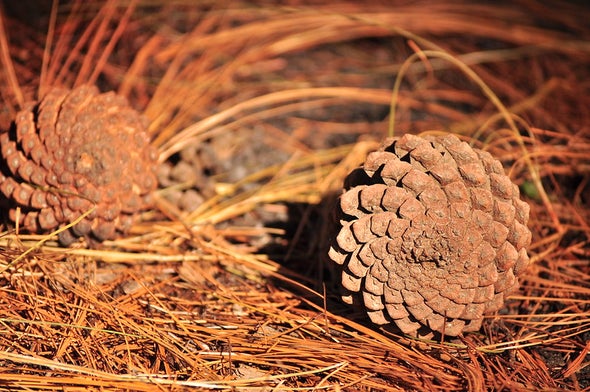 pine cones