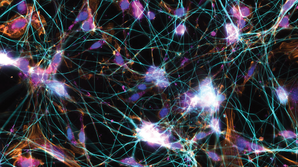 Neurons