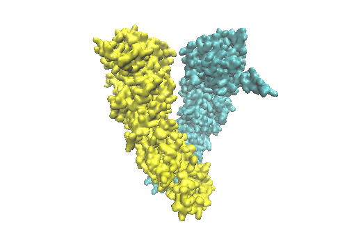 Molecule Hsp90, tinted yellow on the left and blue on the right