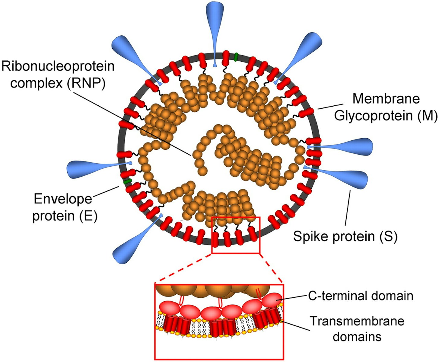 Virus v. Рибонуклеопротеин. Стратегия генома хантавирус.