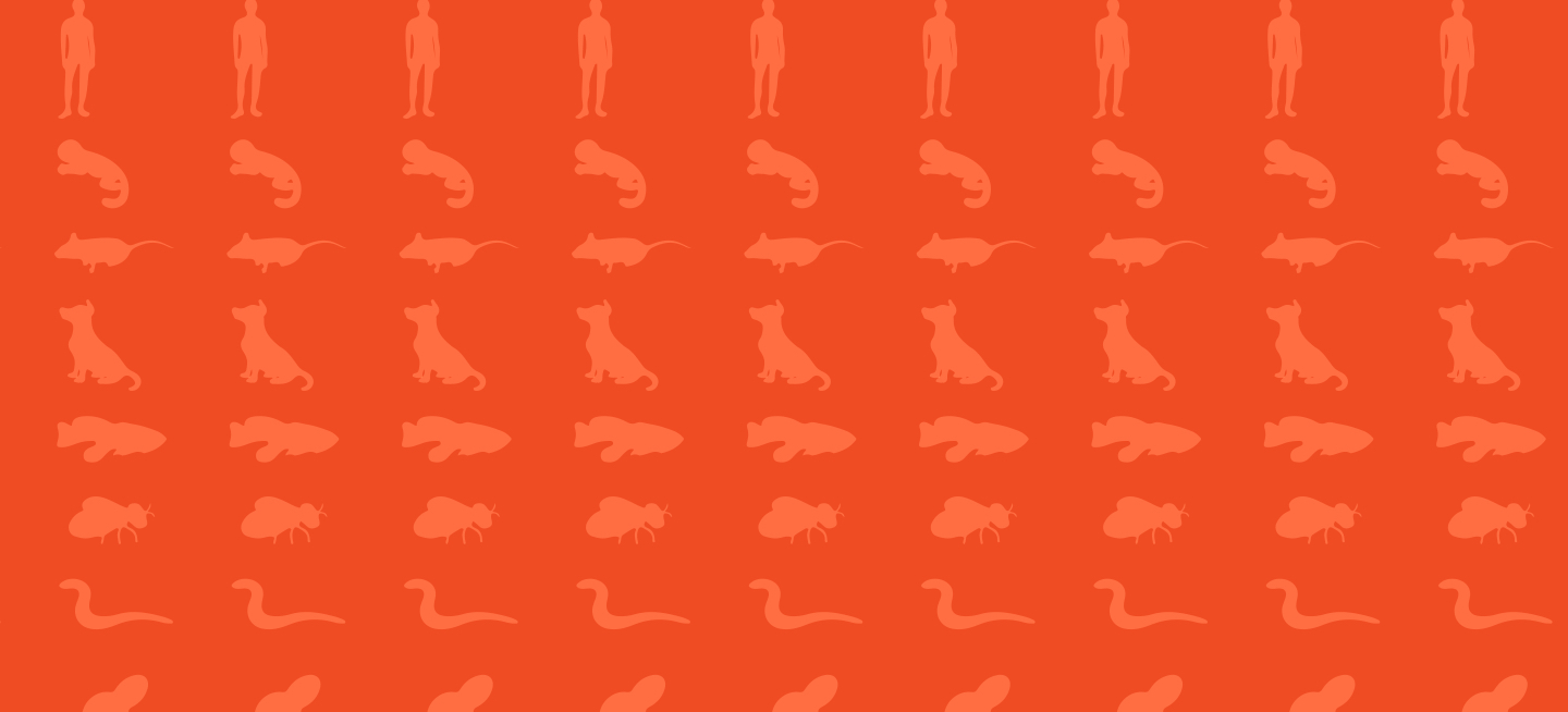 A digital illustration consisting of eight rows of silhouettes of a different organism against a solid background. From top to bottom and first to last, there is one row each for different groups of animals, including humans, a marsupial-like animal, mice, dogs, fish, insects, snakes, and an unidentified animal in the eighth row cut off by the frame of the image.