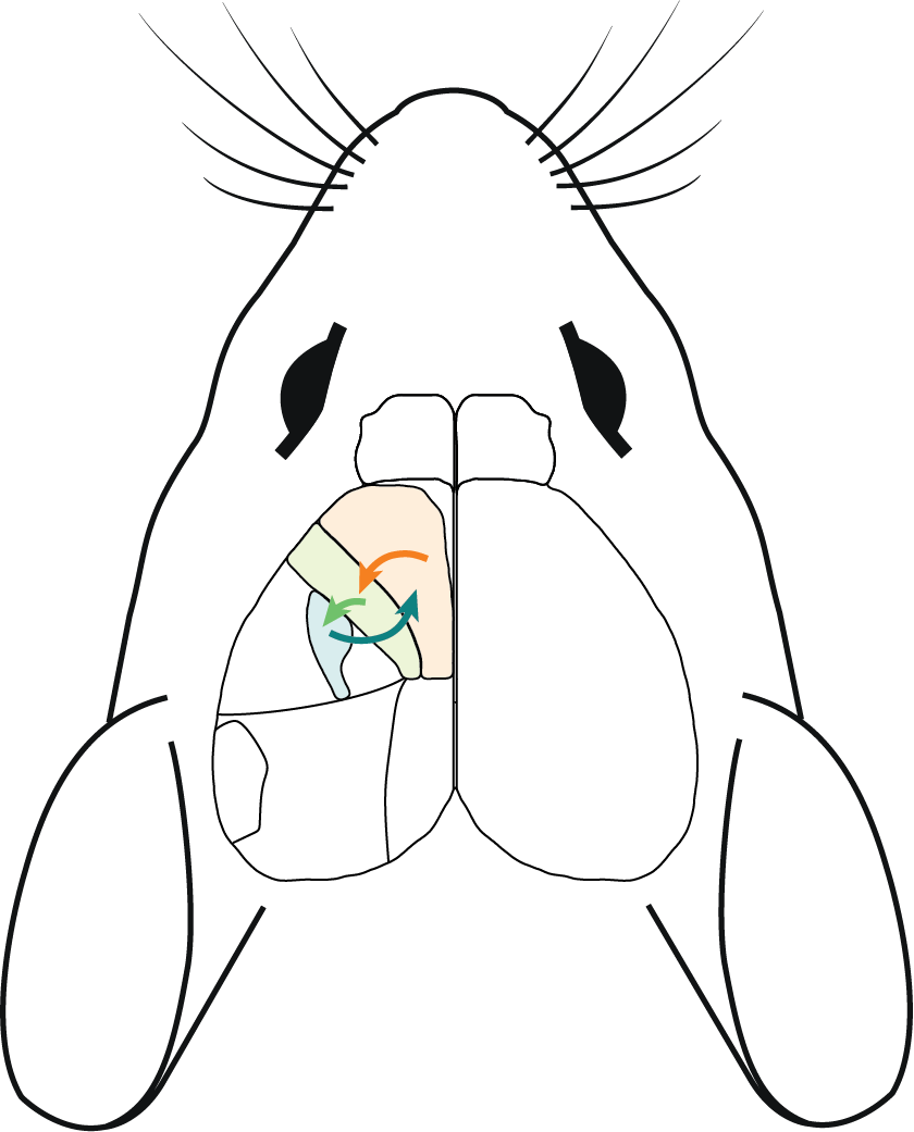 diagram of mouse brain