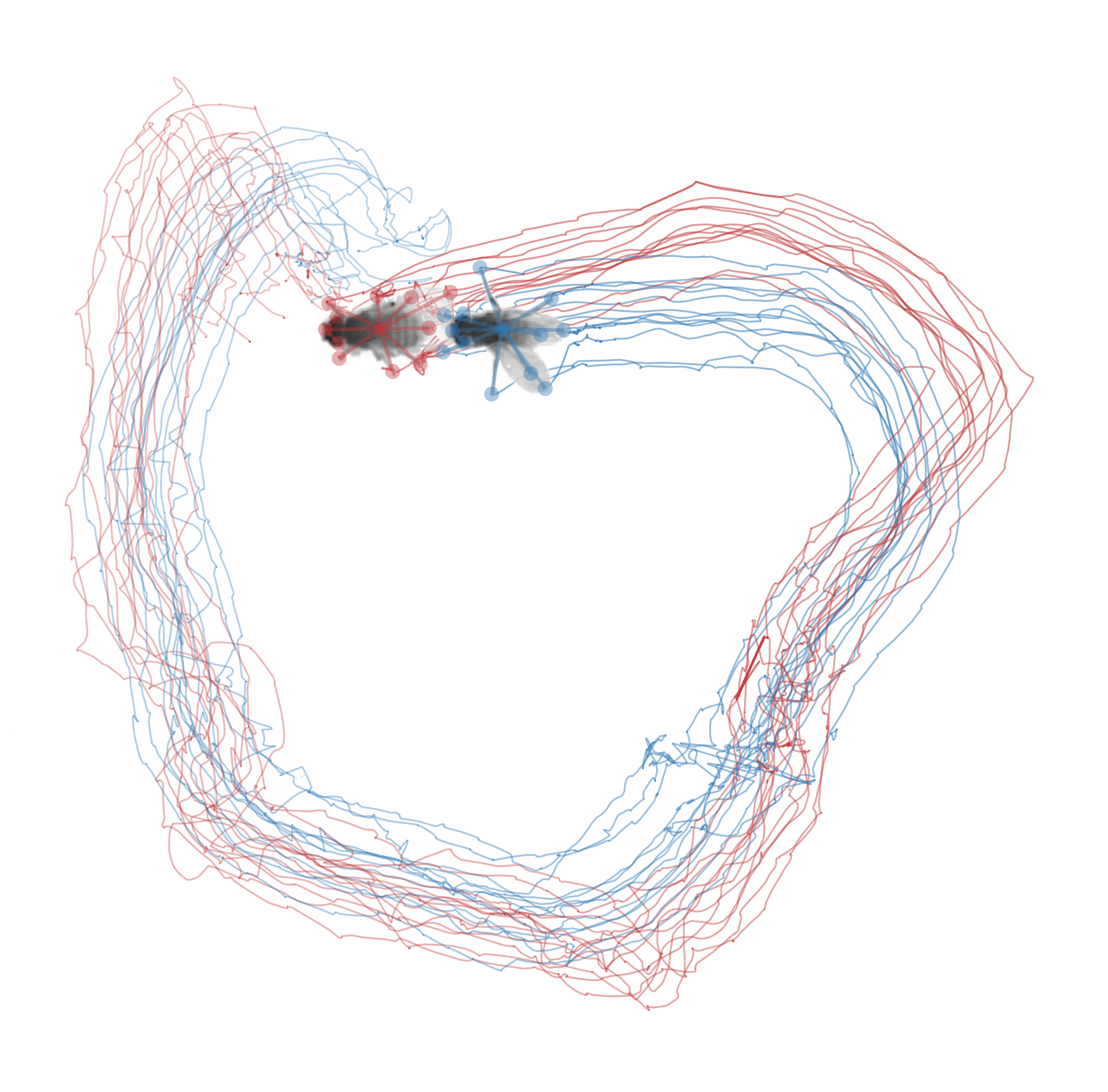 Drosophila trails in a circle