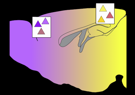 紫色到黄色渐变，白色框中有三角形