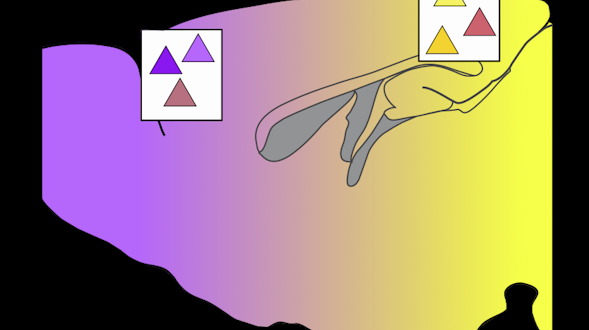 Purple to yellow gradient with triangles in white boxes