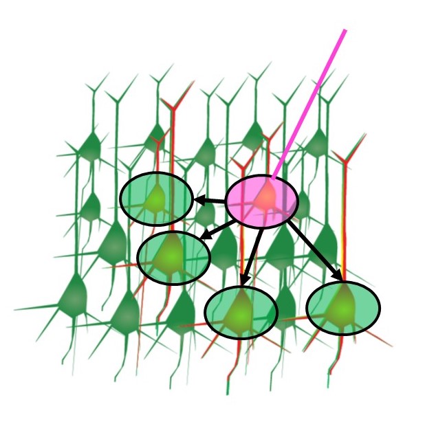 New Efforts To Relate Brain Structure And Function Reveal Surprising ...