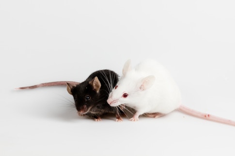 healthy white and black mice in lab