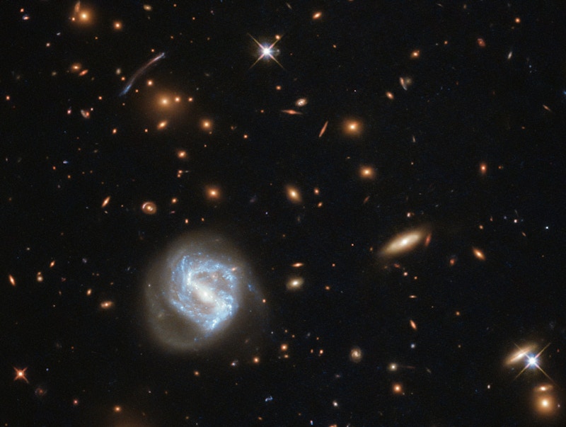At first glance, this image is dominated by the vibrant glow of the swirling spiral to the lower left of the frame. However, this galaxy is far from the most interesting spectacle here — behind it sits a galaxy cluster. Galaxies are not randomly distributed in space; they swarm together, gathered up by the unyielding hand of gravity, to form groups and clusters. The Milky Way is a member of the Local Group, which is part of the Virgo Cluster, which in turn is part of the 100 000-galaxy-strong Laniakea Supercluster. The galaxy cluster seen in this image is known as SDSS J0333+0651. Clusters such as this can help astronomers understand the distant — and therefore early — Universe. SDSS J0333+0651 was imaged as part of a study of star formation in far-flung galaxies. Star-forming regions are typically not very large, stretching out for a few hundred light-years at most, so it is difficult for telescopes to resolve them at a distance. Even using its most sensitive and highest-resolution cameras, Hubble cannot resolve very distant star-forming regions, so astronomers use a cosmic trick: they search instead for galaxy clusters, which have a gravitational influence so immense that they warp the spacetime around them. This distortion acts like a lens, magnifying the light of galaxies sitting far behind the cluster and producing elongated arcs like the one seen to the left of centre in this image.