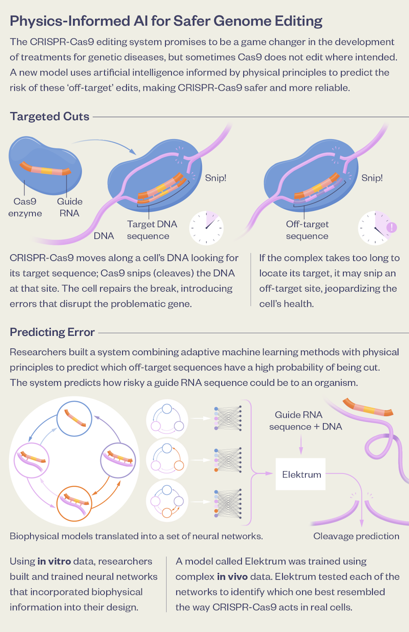 An infographic outlining how scientists used AI to make genome editing safer