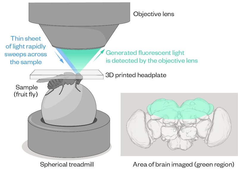 A two-part illustration depicts the positioning of a fly on a small Styrofoam ball under a microscope and an enlarged fly’s head with a rectangle outlining the section of brain examined during these experiments.