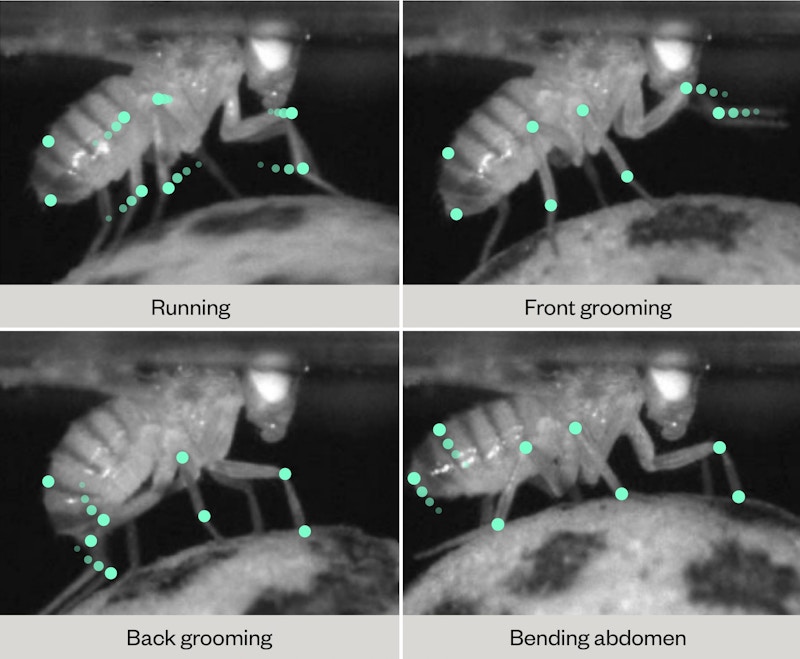 Four fly behaviors were observed while neural activity was recorded during this research: running, front grooming, back grooming and abdominal bending.