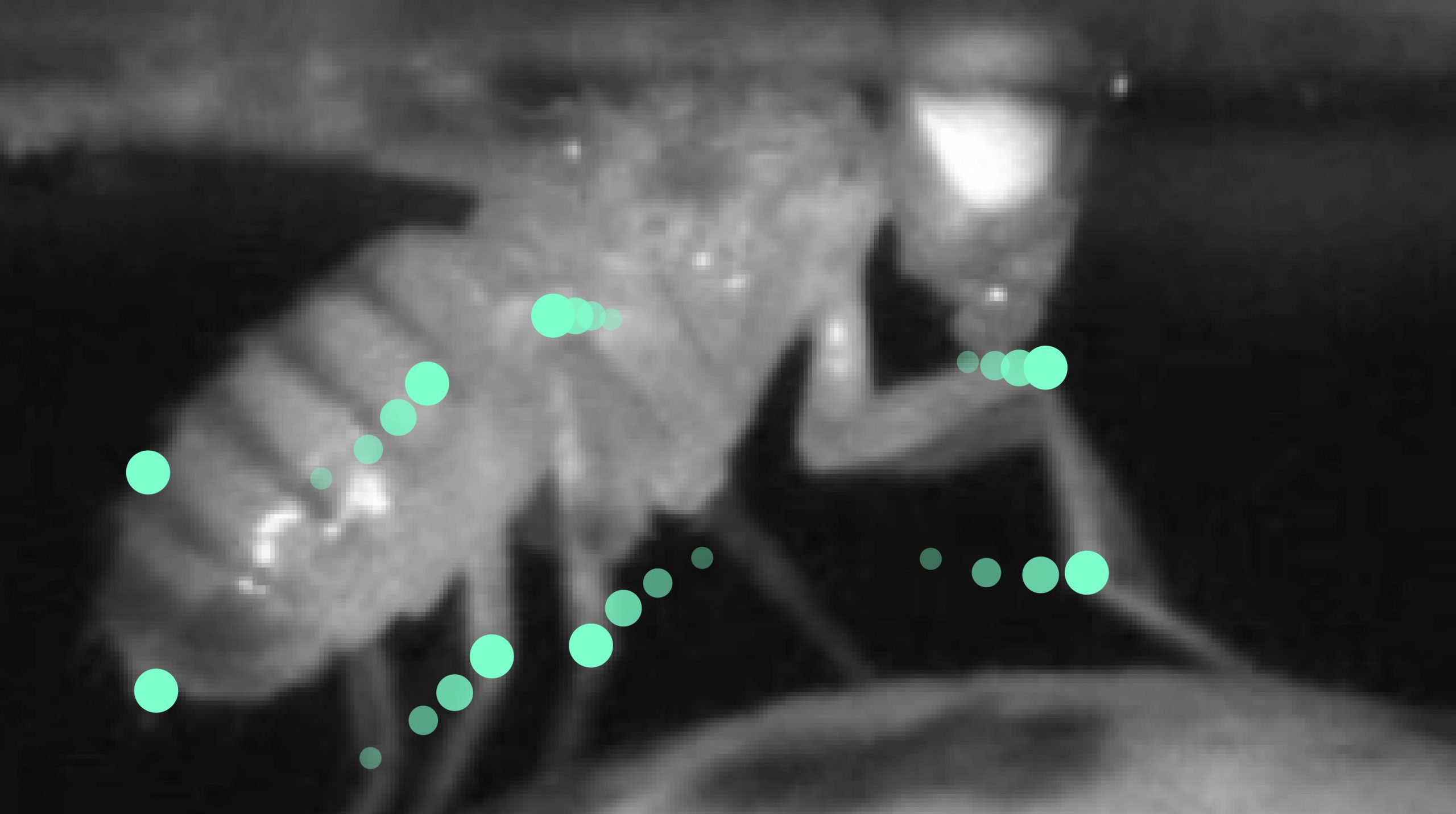 Fly behavior was observed while neural activity was recorded during research.